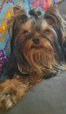 Étalon Yorkshire Terrier - Altesse Mad Square Garden