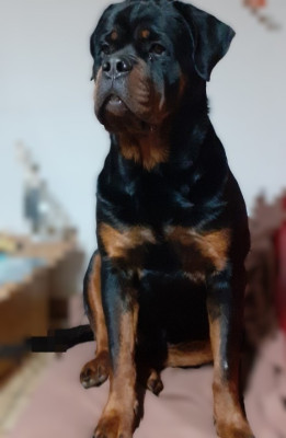 Étalon Rottweiler - VICK Des Roses Noires De Cupidon