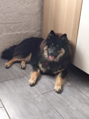 Étalon Eurasier - Andjhi Des Loups De Niflheim