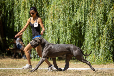Étalon Dogue allemand - Amaya Des Terres De Phelyzia