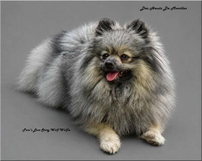 Étalon Spitz allemand - pom's love story Wolf Wolfie