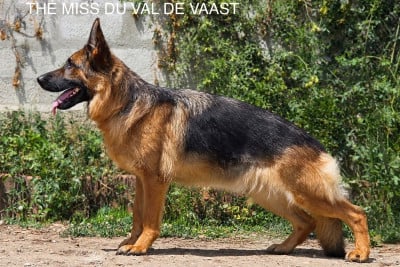 Étalon Berger Allemand - THÉ MISS Du Val De Vaast