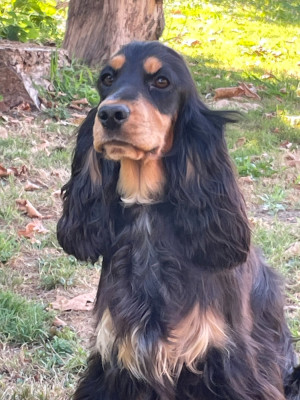 Étalon Cocker Spaniel Anglais - monkslea AMY