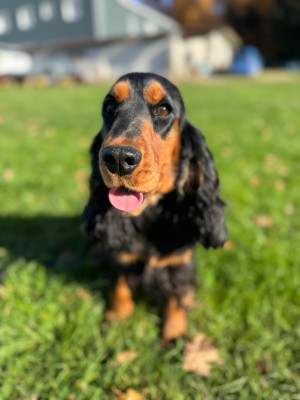 Étalon Cocker Spaniel Anglais - Versa de la P'tite Mosellane