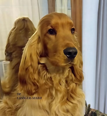 Étalon Cocker Spaniel Anglais - UCKY de Lann-er-Marh