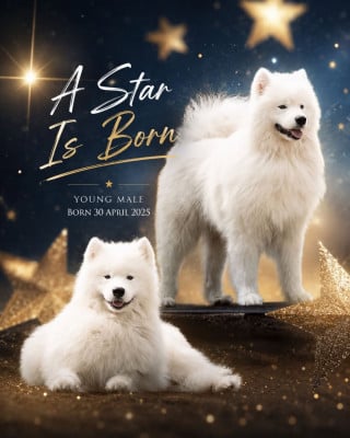 Étalon Samoyède - A STAR IS BORN Du Massif De l'Esterel