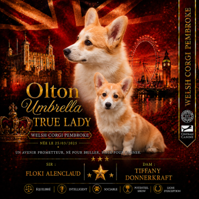 Étalon Welsh Corgi Pembroke - Olton UMBRELLA TREE LADY