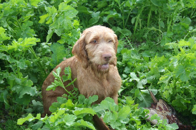 Étalon Braque hongrois à poil dur - Orkan De la chapelle aux trois tilleuls