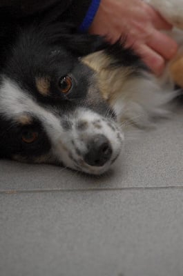 Étalon Berger Américain Miniature - Utopie de l'Angelarde