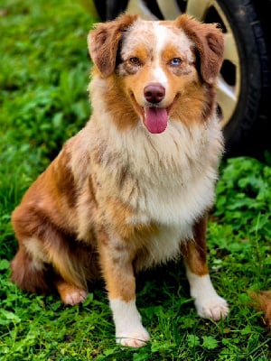 Étalon Berger Américain Miniature - Utah Du Royaume D’Aria