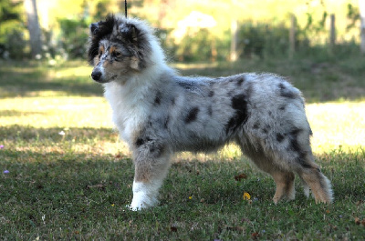 Étalon Colley à poil long - Unique sparkle fellow of eternity