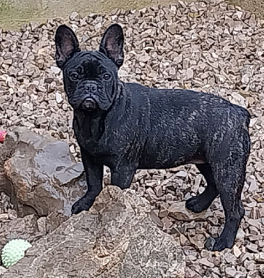 Étalon Bouledogue français - Du Mas Des Petites Garrigues Saly