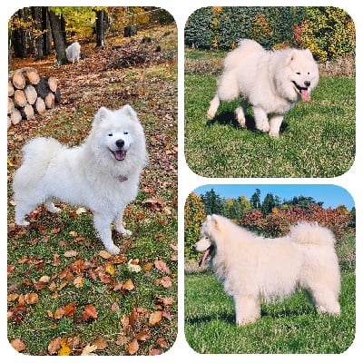 Étalon Samoyède - Voila goku du chemin de la belle etoile