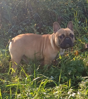 Étalon Bouledogue français - CH. Uguette (Sans Affixe)