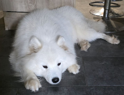 Étalon Samoyède - Unresistible girl ulane of Karasea