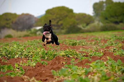 Étalon Pointer - TR. Sparfell Des Bords Du Yar}
