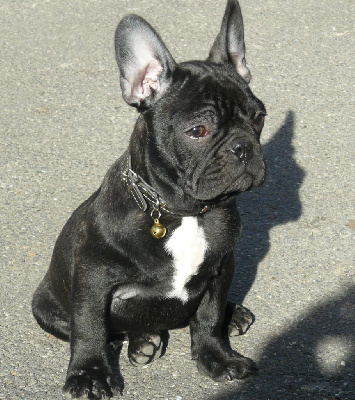 Étalon Bouledogue français - Python Du Mas Des Petites Garrigues