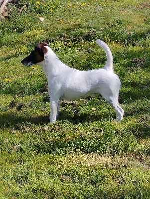 Étalon Fox Terrier Poil lisse - CH. Radjah Des marais d'aulnoye