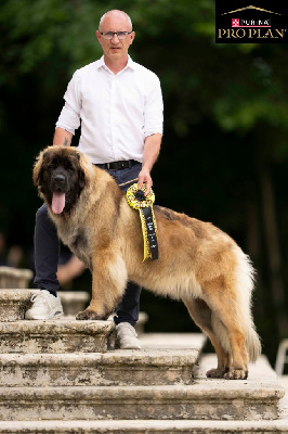 Étalon Leonberger - Uyeva du Moulin de Fontcastel