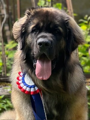 Étalon Leonberger - Valmy ice Des Amours De Camafa