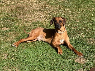 Étalon Rhodesian Ridgeback - Sisko De la Ferme de la Pessoutie