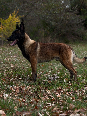 Étalon Berger Belge - (Sans Affixe) Utah dès tommyknockers