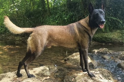 Étalon Berger Belge - R'wapee des berger aux loups