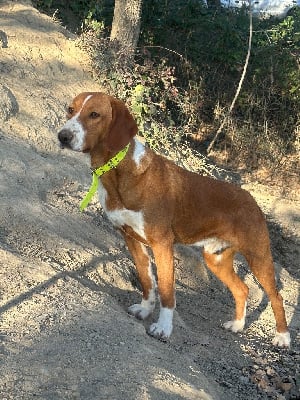 Étalon Chien courant de la vallee de la Save - Vainqueur Vom Feder Maler