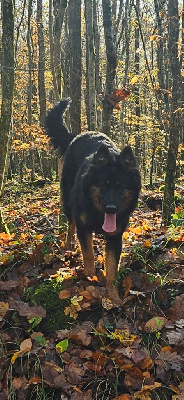 Étalon Bobtail - Jasmínka pod v?erubskou skálou pod všerubskou skálou