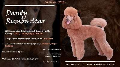 Étalon Caniche - (Sans Affixe) Rumba star dandy}
