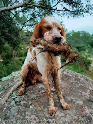 Étalon Setter Anglais - Mon chien Du Mas De Brégançon