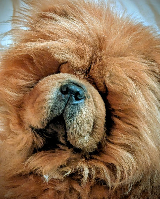 Étalon Chow Chow - klude agni ars