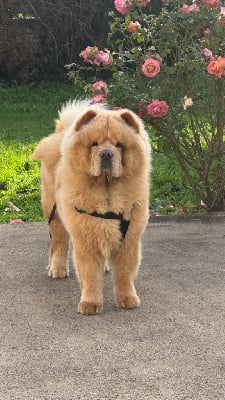 Étalon Chow Chow - Doug (Sans Affixe)