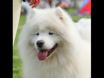 Étalon Samoyède - serenada severnoi doliny Marvel