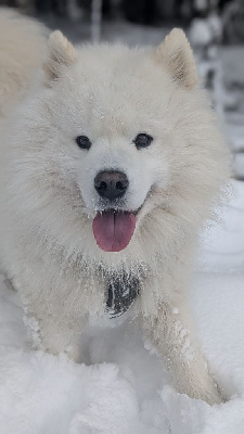 Étalon Samoyède - Rookie des flocons givrés Des Flocons Givrés