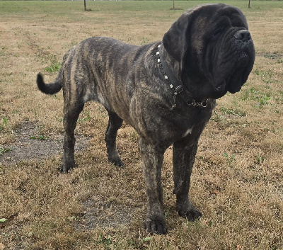Étalon Mastiff - CH. aram x of infinite beauty Cabaretou