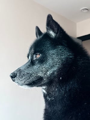 CH. Vito De La Vallée Des Pépites