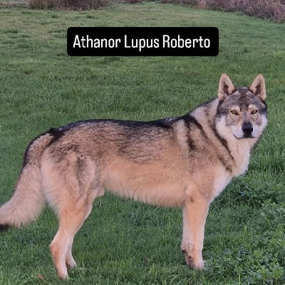 Étalon Chien-loup tchecoslovaque - athanor lupus Roberto