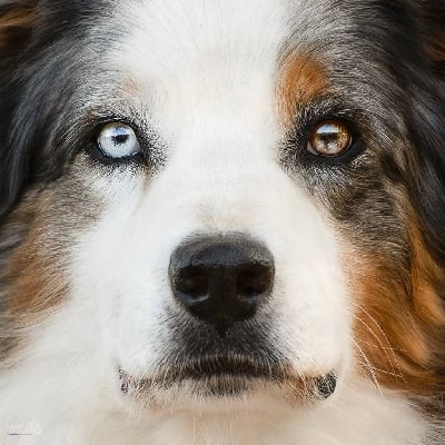 Étalon Berger Australien - Joy of living De La Bastide Des Combettes