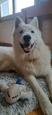 Étalon Berger Blanc Suisse - Umi dit ulysse du Flo des Roses