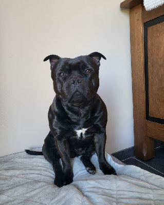 Étalon Staffordshire Bull Terrier - CH. Texas des crocs d'aslan