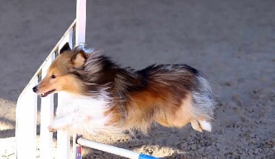 Étalon Shetland Sheepdog - Ryder des Collines de Sagne