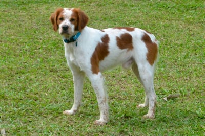 Étalon Epagneul Breton - Ulson Du Grand Etricher