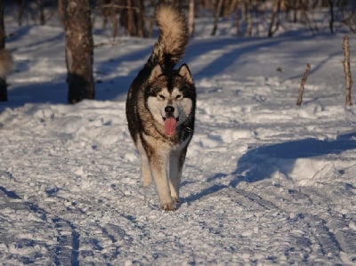 Étalon Alaskan Malamute - CH. Ralaaq qinu De Prana Des Loups