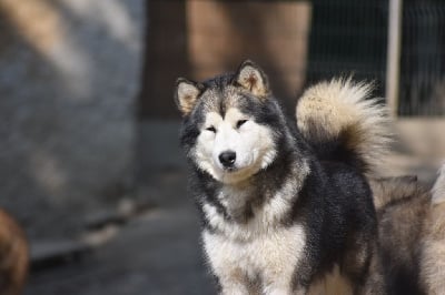 Étalon Alaskan Malamute - Rainbow star de laouen ki