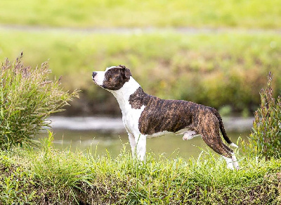 Étalon American Staffordshire Terrier - CH. Old Parry's tracks memory of schaller's