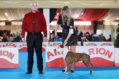 Étalon American Staffordshire Terrier - CH. Burning Staff Unstoppable beauty
