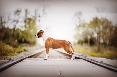 Étalon American Staffordshire Terrier - Burning Staff Shinning colors genius ast