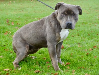 Étalon American Staffordshire Terrier - Uriah La Terre Des Diamants Bleus