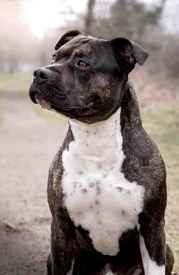 Étalon American Staffordshire Terrier - Old Parry's True attraction of pecan